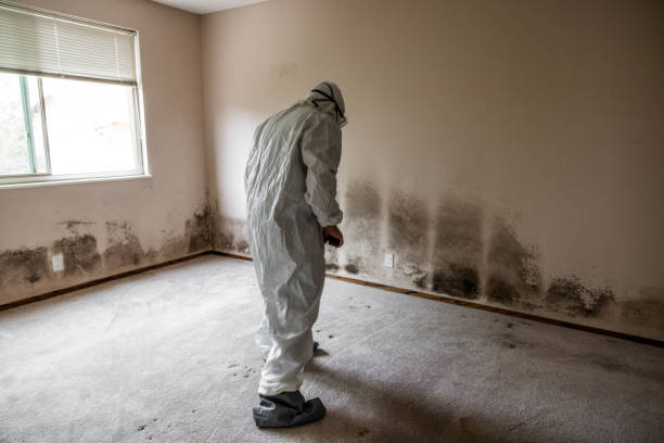 Best Attic Mold Removal  in Timpson, TX